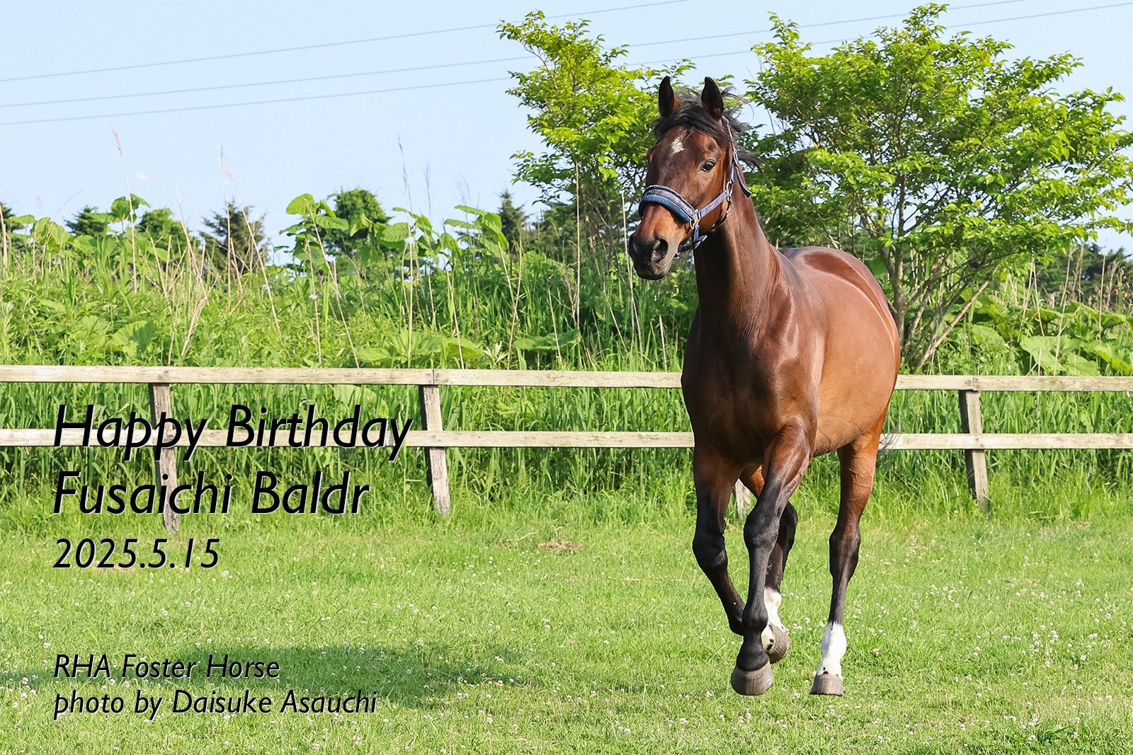 フサイチバルドル　24歳の誕生日おめでとう！