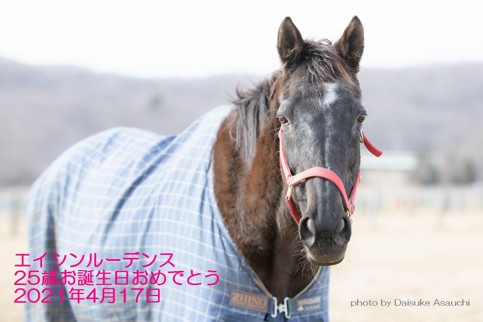 エイシンルーデンス、お誕生日おめでとう！！