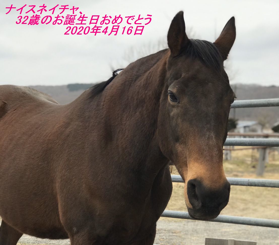 ナイスネイチャ、お誕生日おめでとう！！