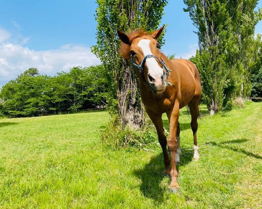 乗馬倶楽部イグレット　夏時間営業のお知らせ