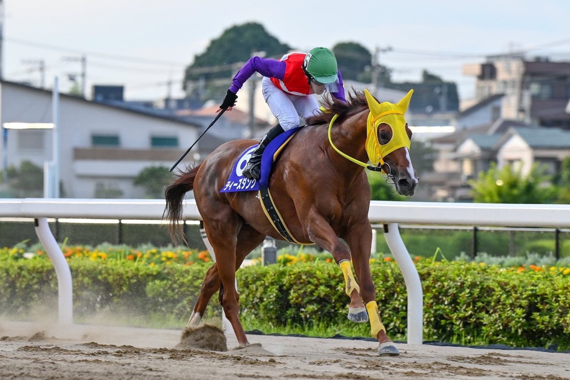 【新FHのお知らせ】ティーズダンクが「ナイスネイチャ・35歳のバースデードネーション」受け入れ馬に
