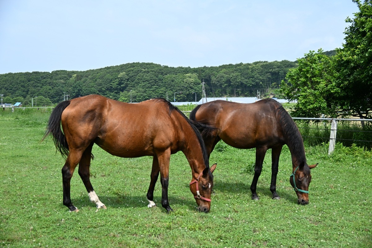 6月のご報告