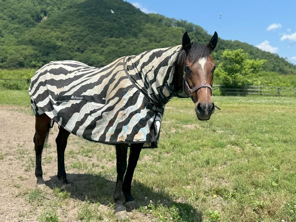 ラブハート 　7月の近況報告
