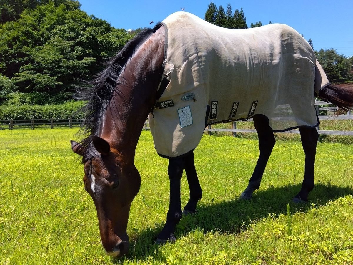 7月のご報告