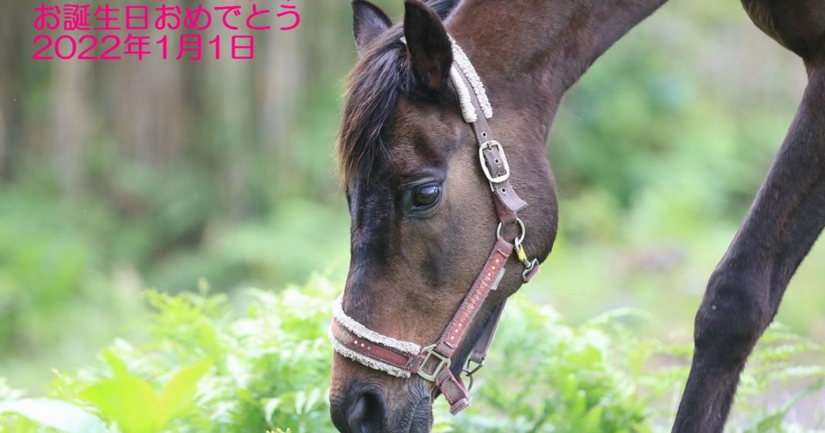 ハーモニィチトセチャン、お誕生日おめでとう！