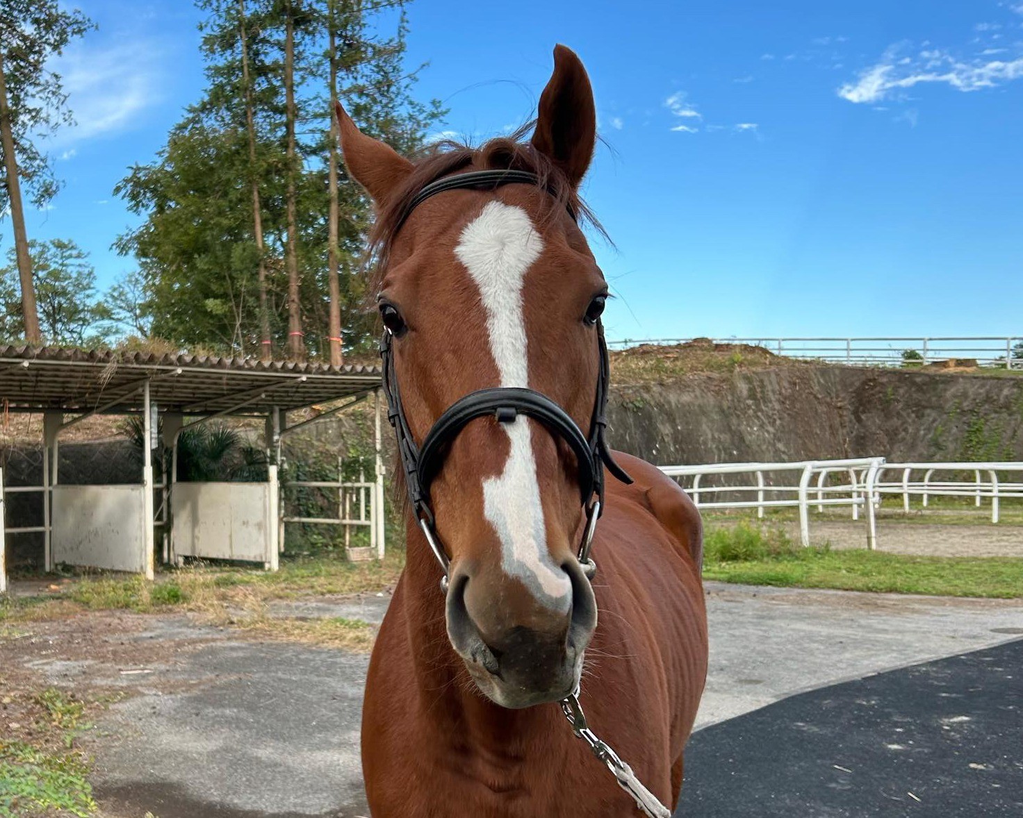 ティーズダンク　近況のご報告