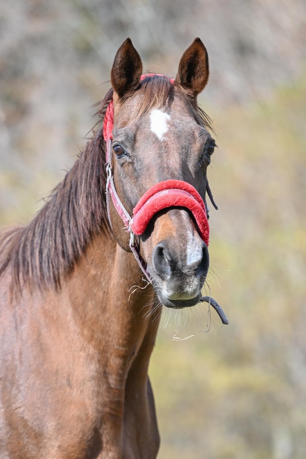 アドマイヤキラメキ