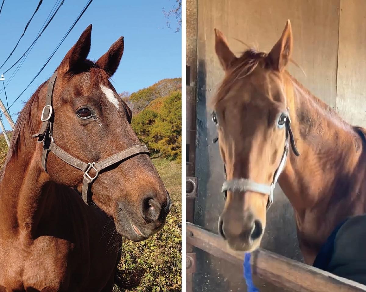 【新FH情報】アドマイヤキラメキ、ペルヴィアンリリー 受け入れのご報告