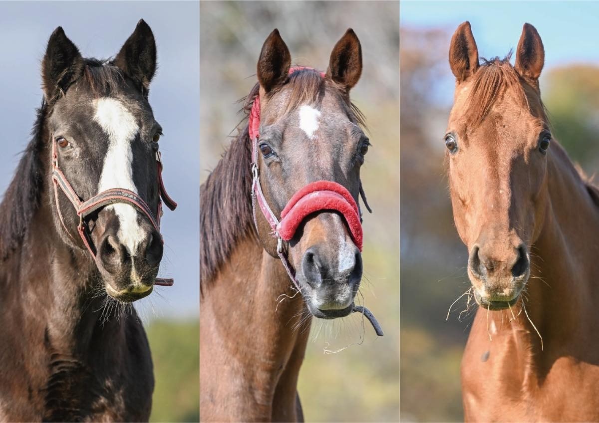 【新FH】ミラキュラス　アドマイヤキラメキ　ペルヴィアンリリー　11月10日（月）12時（正午）FP会員の受け付けを開始します