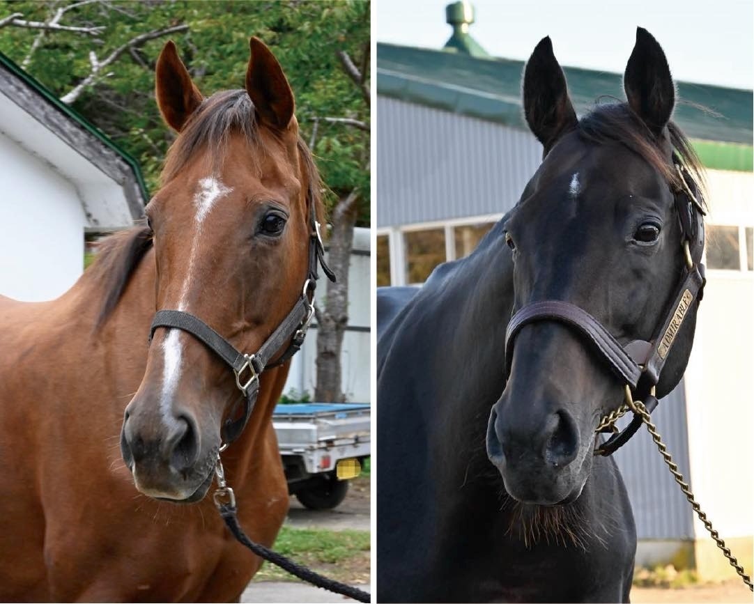 【新FHのお知らせ】トーホウガイア、アドミラブルが「ナイスネイチャ・メモリアルドネーション 2024」受け入れ馬に