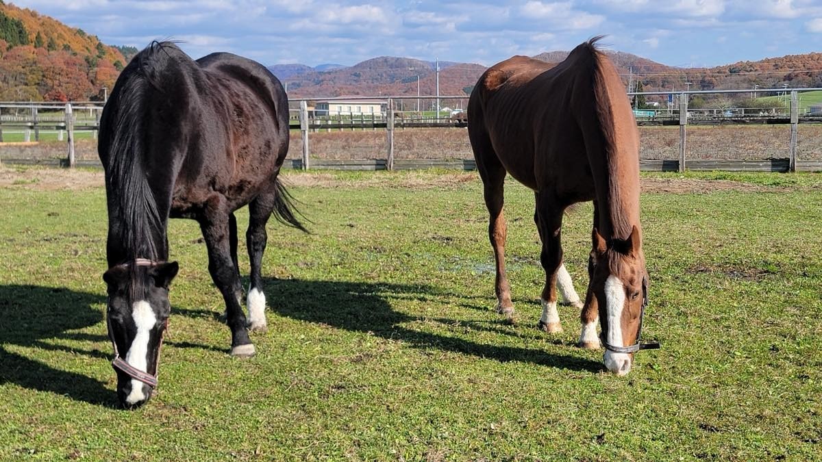 11月17日 近況のご報告