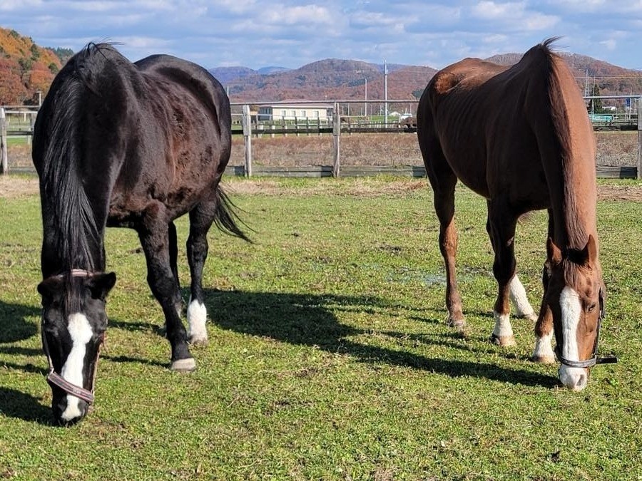 11月17日 近況のご報告
