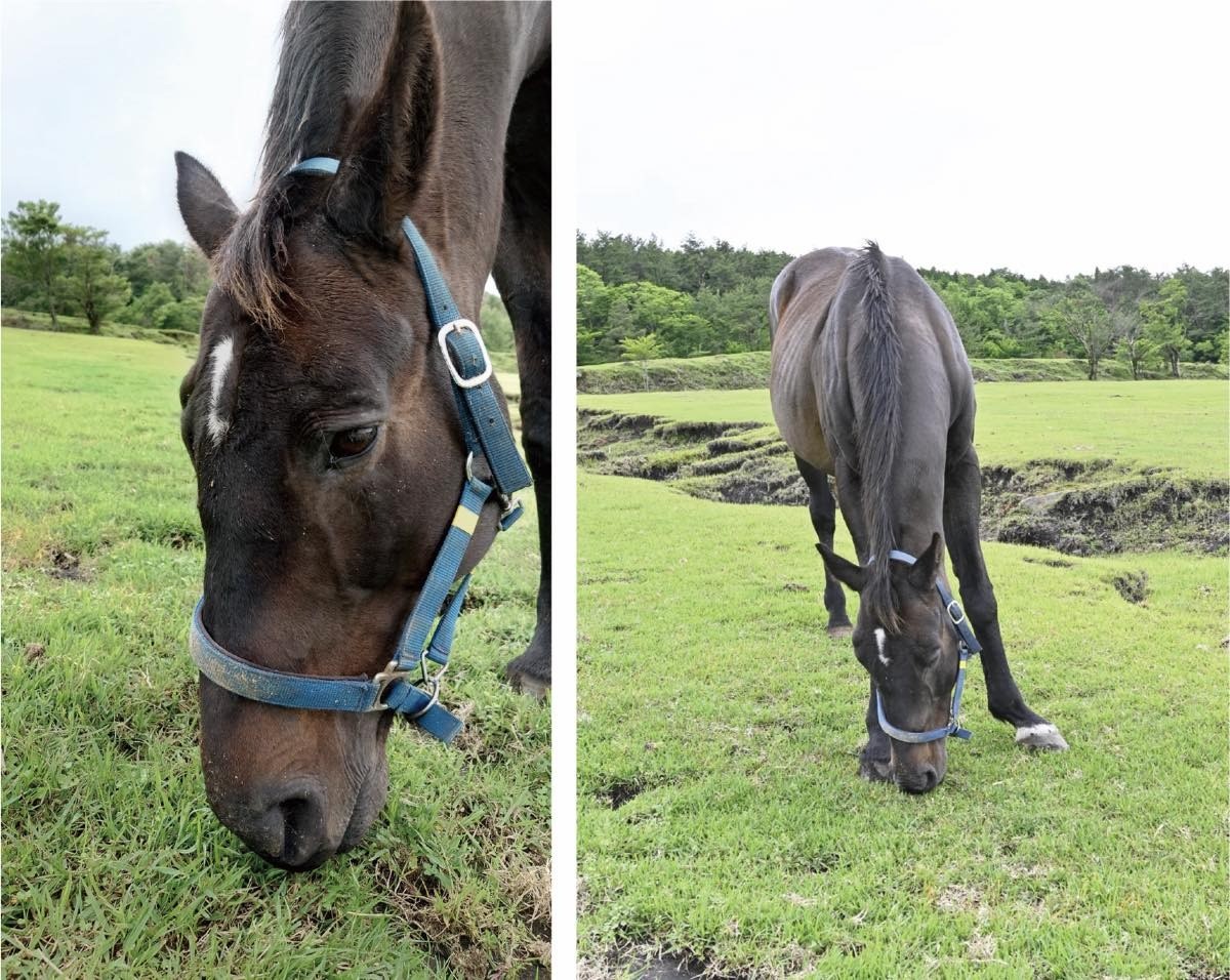 【新FHのお知らせ】ジェネラルグラントが「ナイスネイチャ・35歳のバースデードネーション」受け入れ馬に　