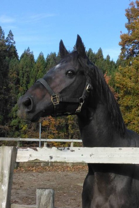 ノーブルサターン