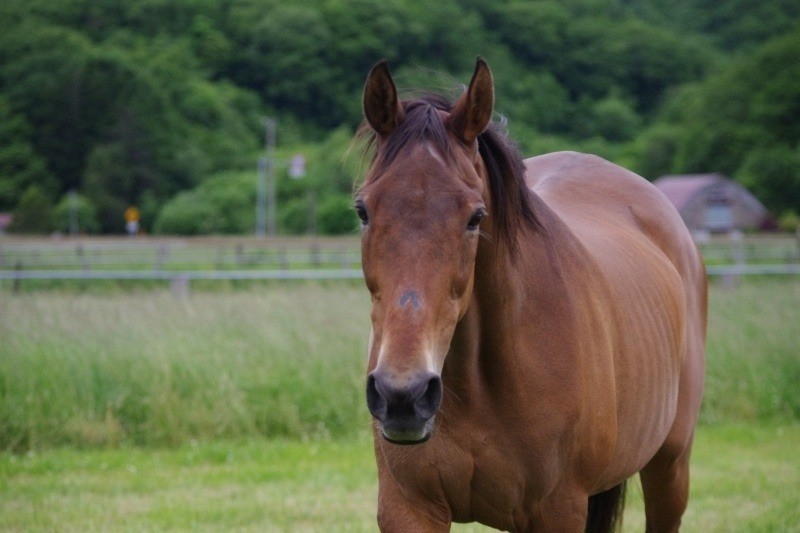 ウラカワミユキ