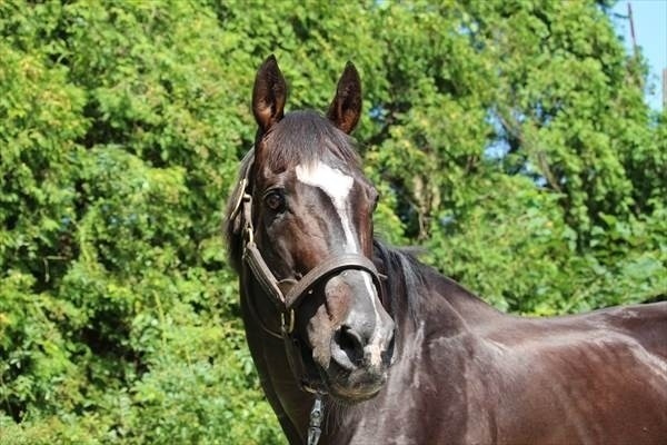 プリサイスエンド