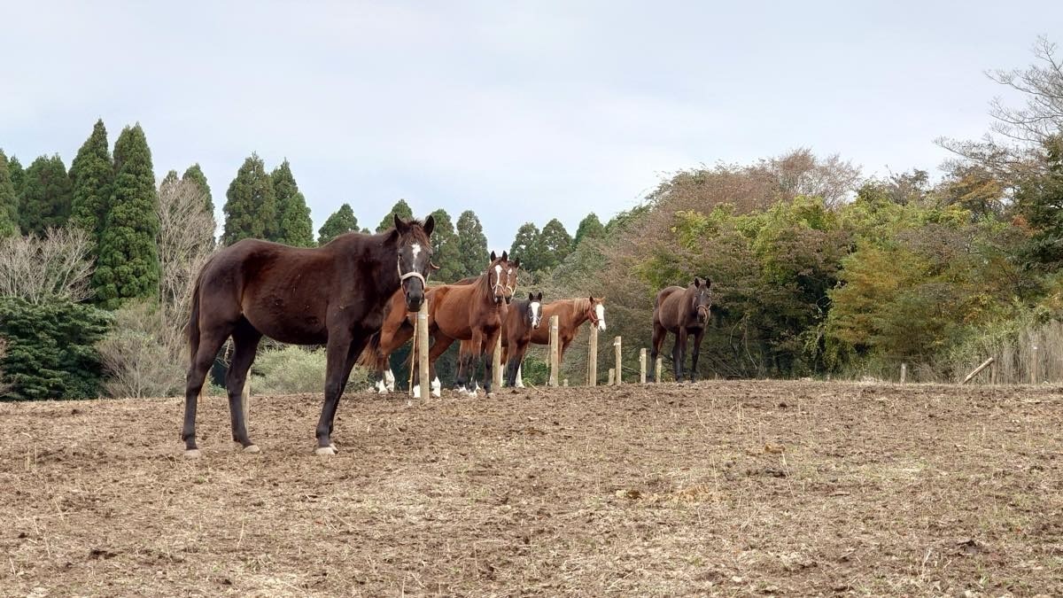 ホーストラスト訪問記／移動から4ヵ月後のF放牧地を訪ねました