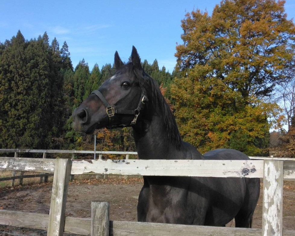 【新FH】ノーブルサターン 11月25日(月)12時(正午)FP会員の受け付けを開始します