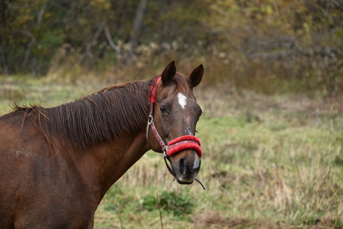 ソリストサンダー　トーホウガイア　アドマイヤキラメキ　近況のご報告