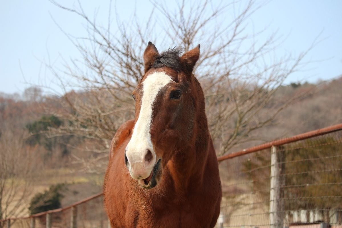 4月 近況のご報告