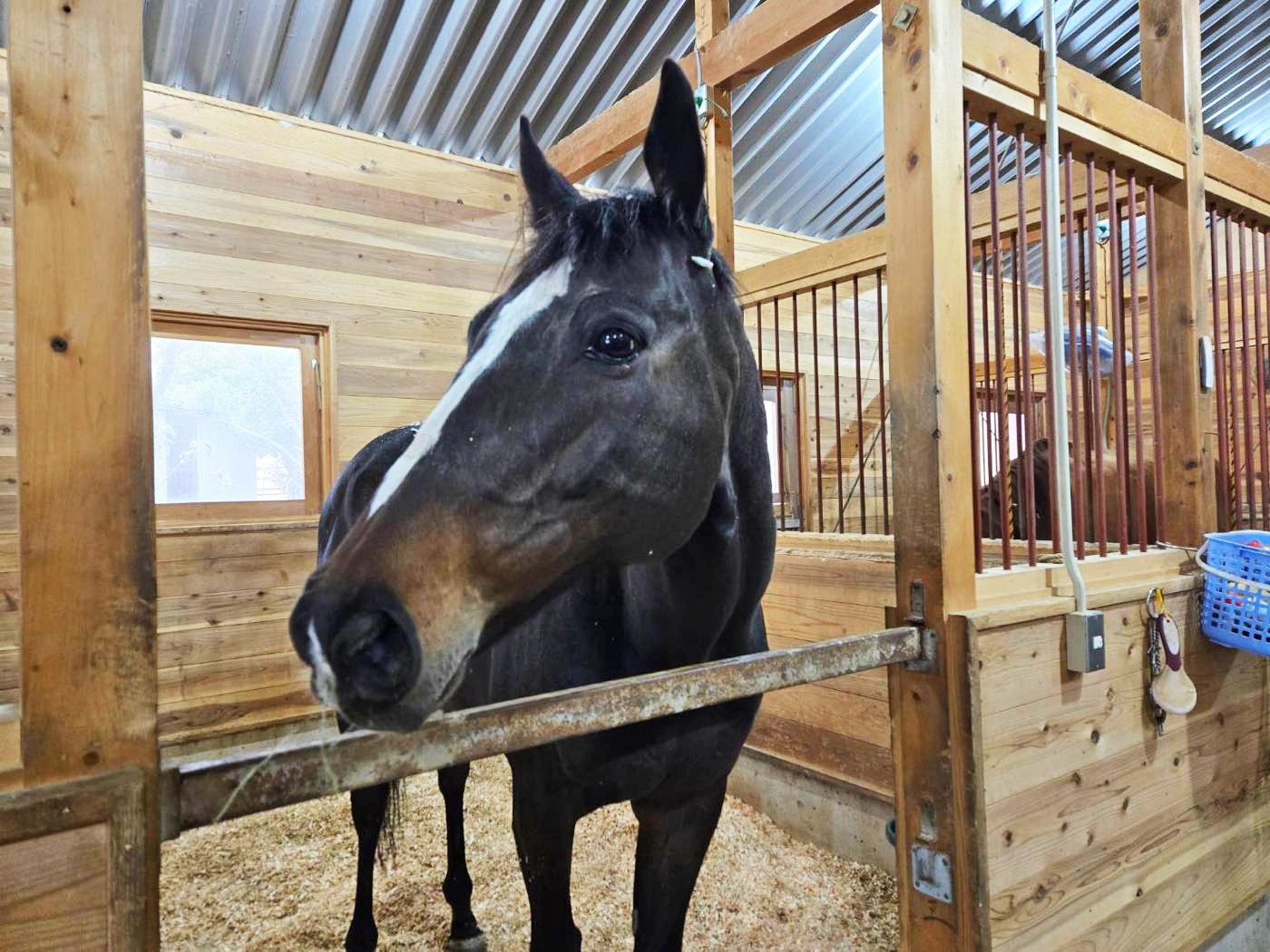 ローズプリンスダムが到着しました！