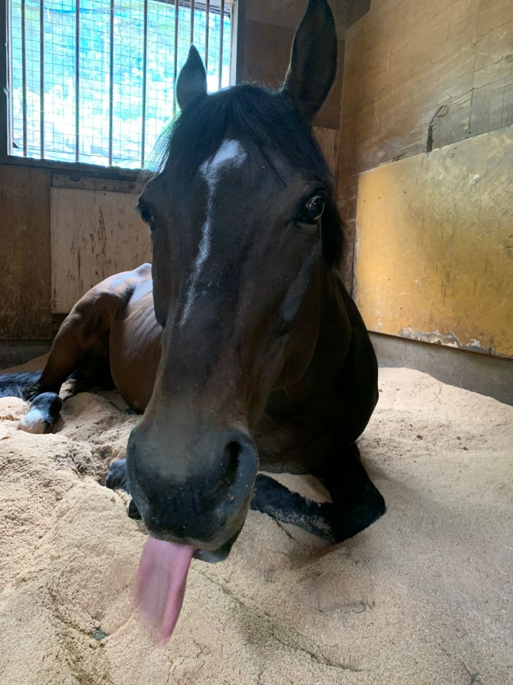 グランドボヌール　近況のご報告