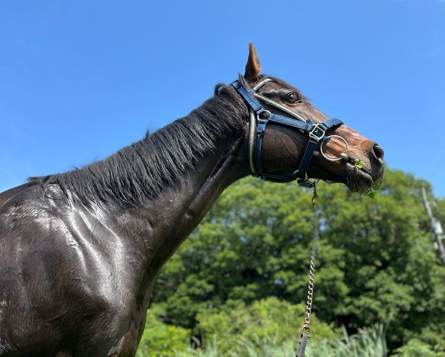 グランドボヌール　近況のご報告