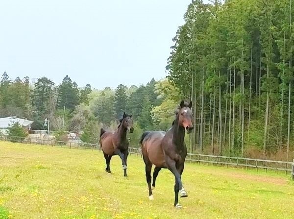 みちくさだより