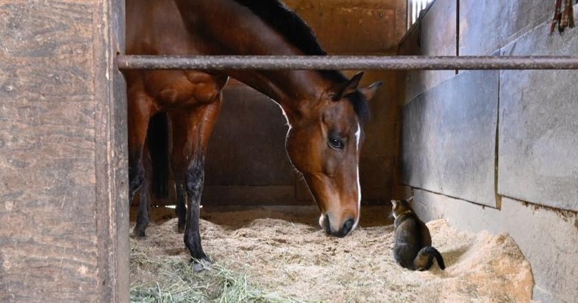 しらさぎだより