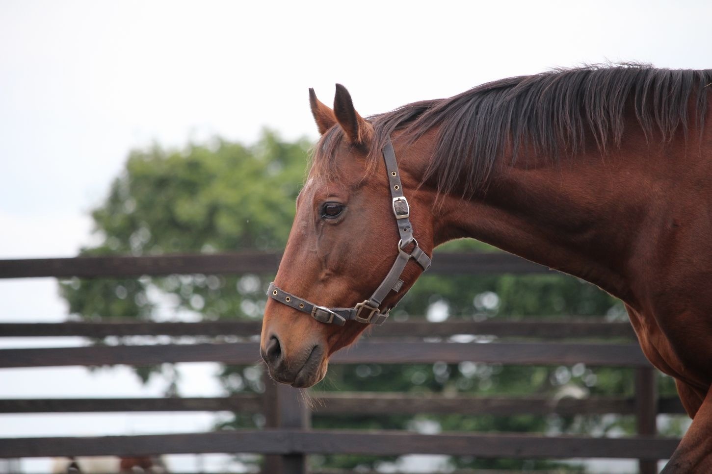 ノボキッスだより