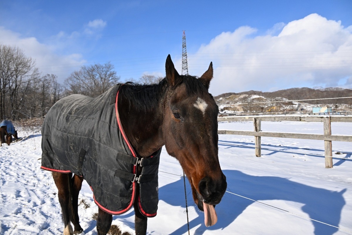 サチノスイーティー　 近況のご報告