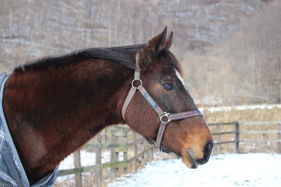 ラブハート 　12月の近況報告