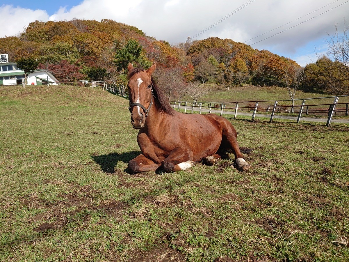 コネクトだより