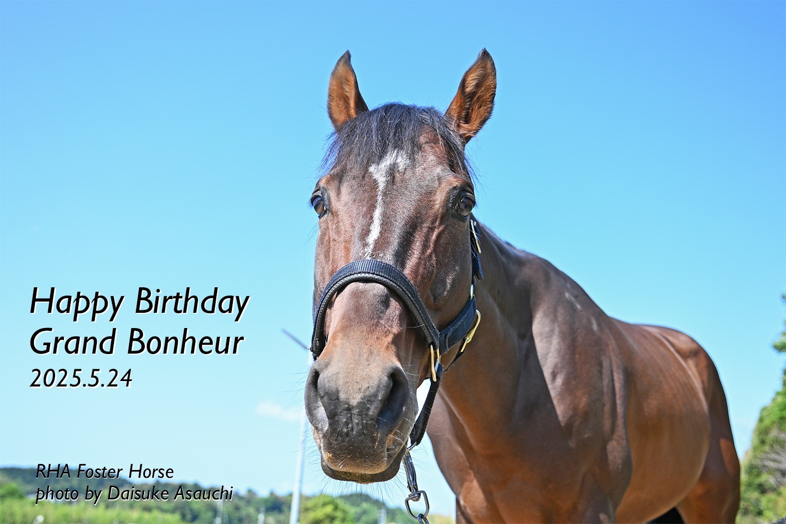 グランドボヌール　11歳の誕生日おめでとう！