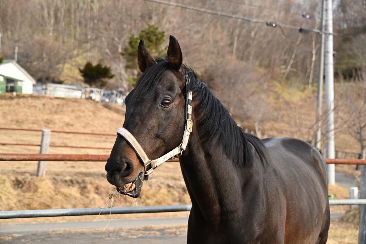 ソリストサンダー　近況のご報告