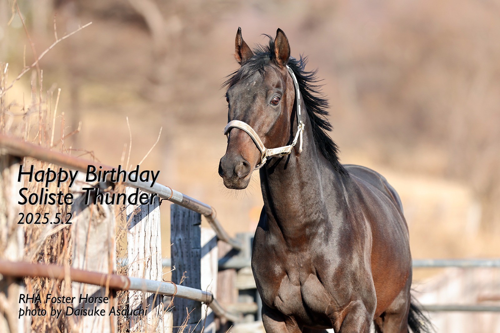 ソリストサンダー　10歳の誕生日おめでとう！