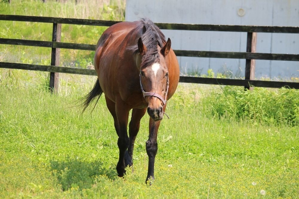ラブハートだより