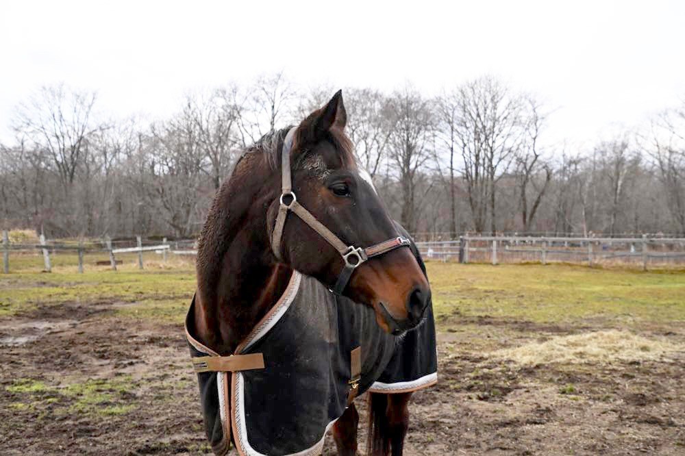 サチノスイーティー　近況報告　終の棲家へ移動しました