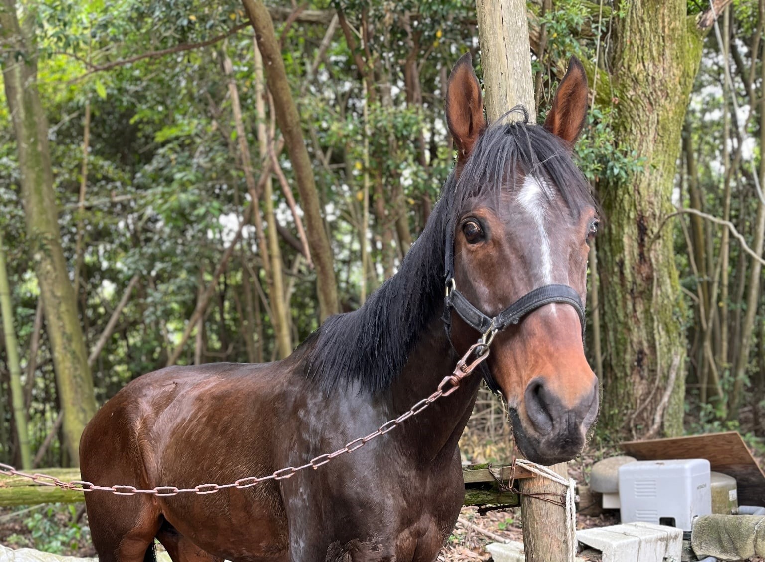 グランドボヌールが山口県の宇部乗馬クラブに移動しました