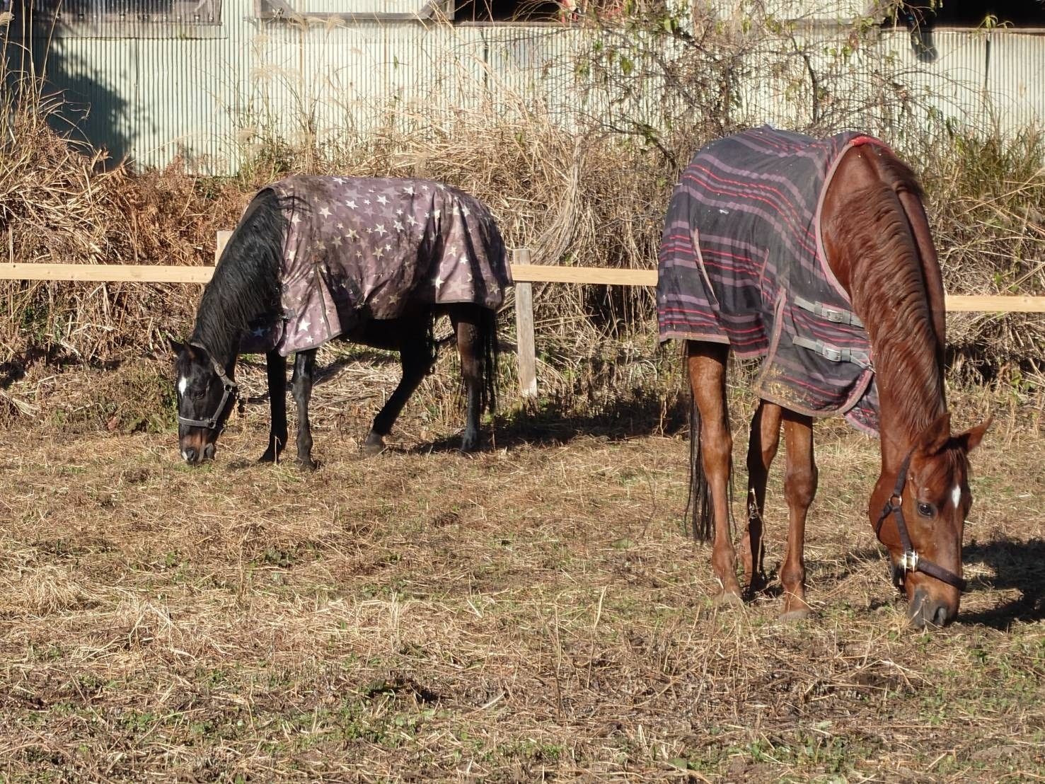 11月の近況報告