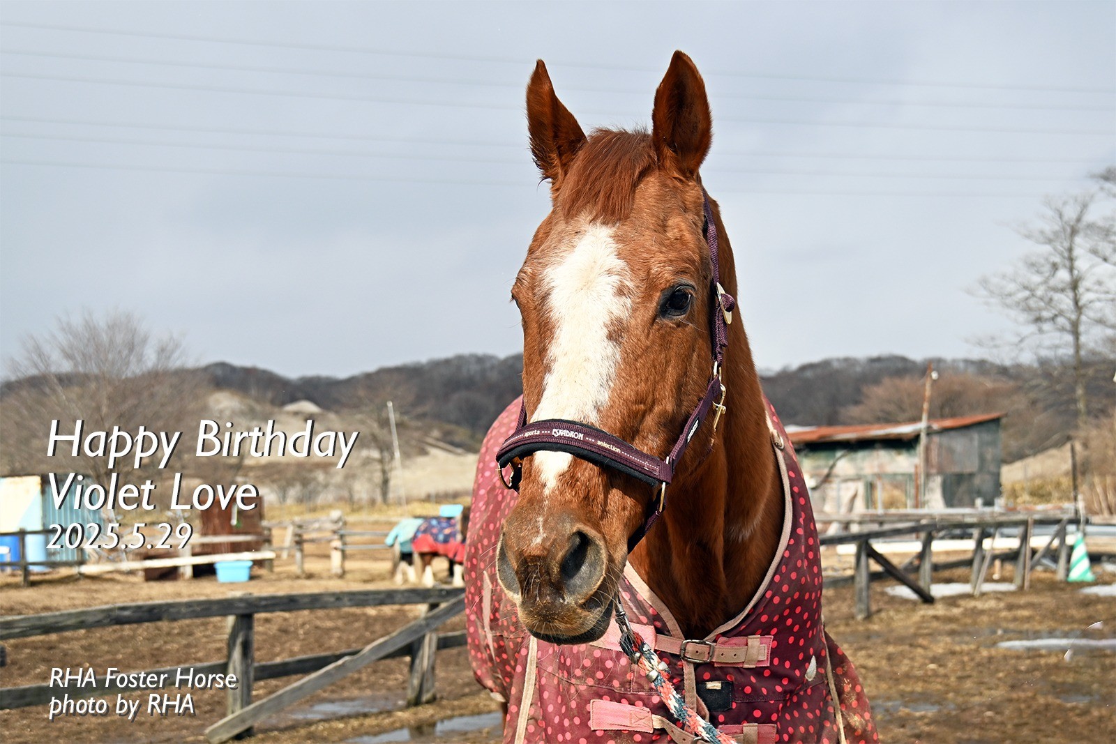 ヴァイオレットラブ　28歳の誕生日おめでとう！