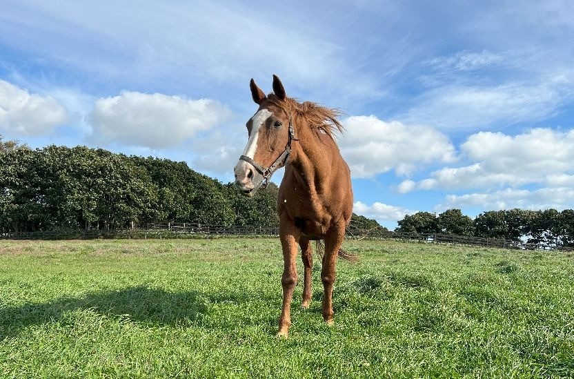 マンダララだより