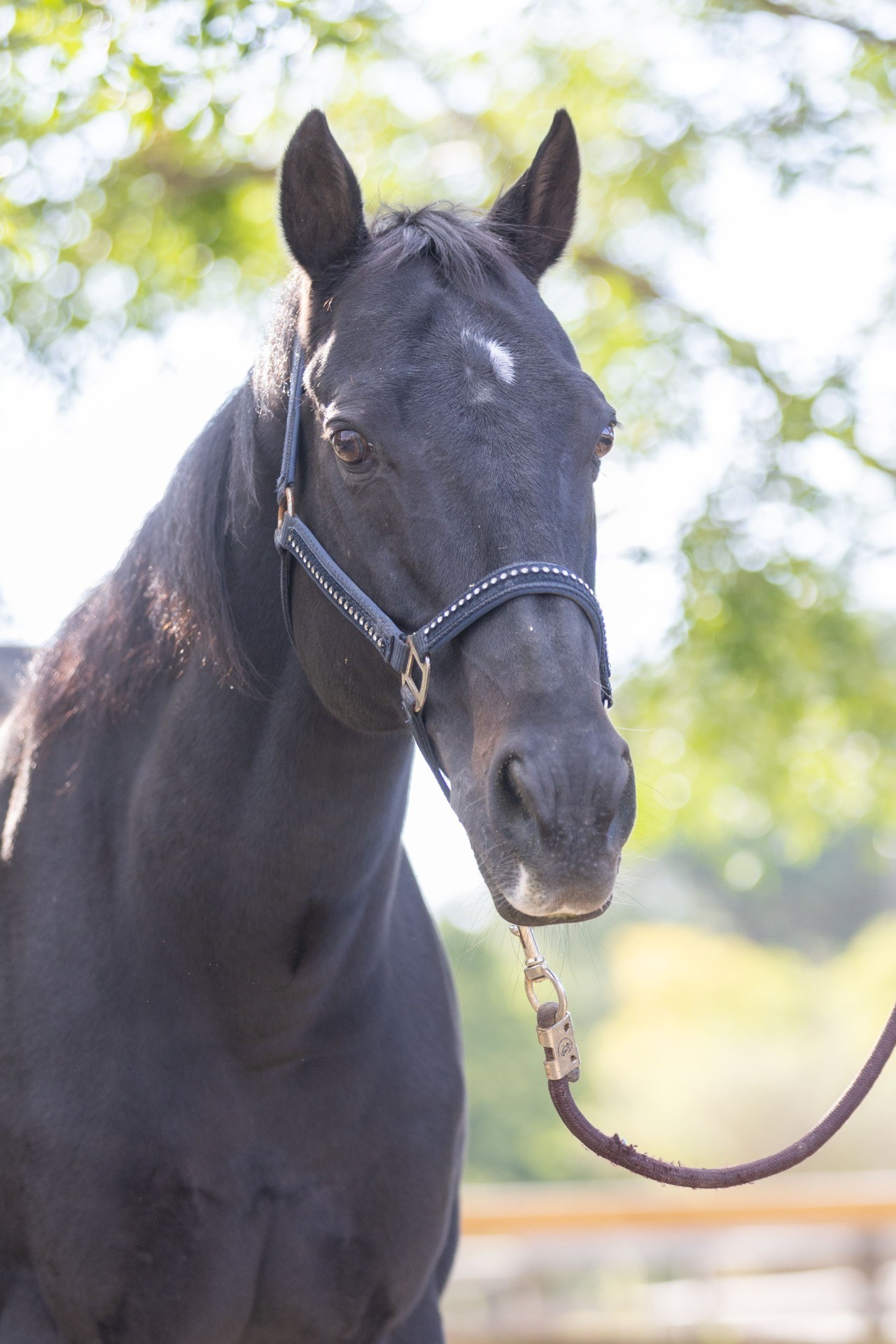 コアレスピューマ