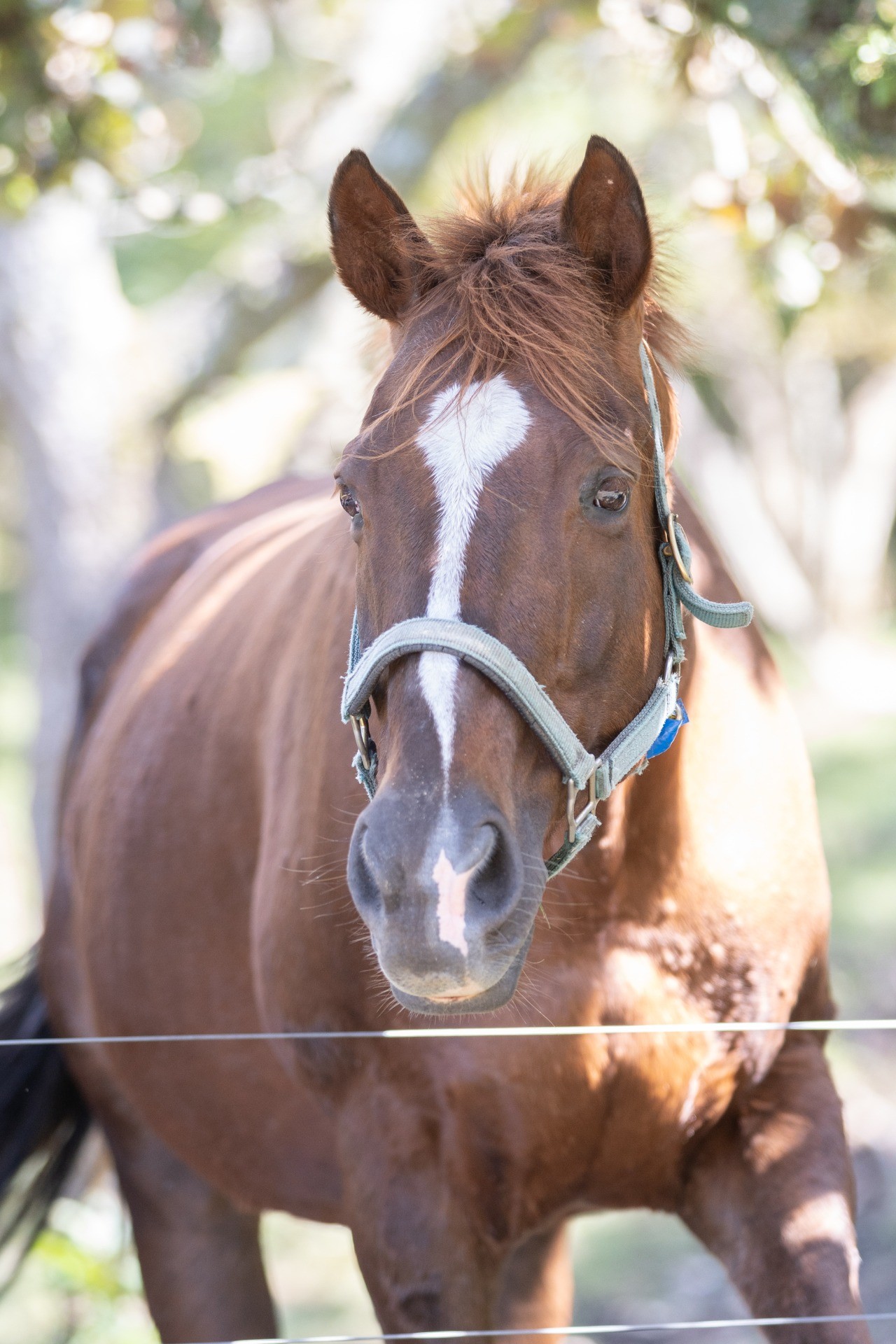 ハーモニィフラ