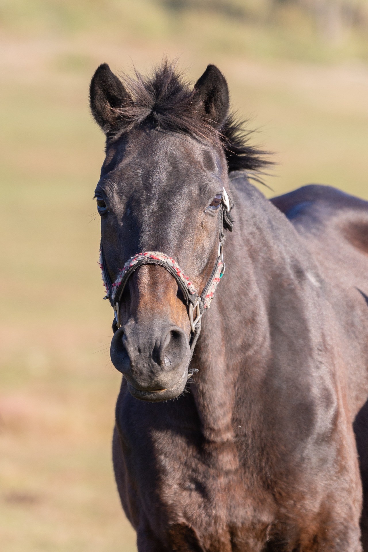 ハーモニィチトセチャン