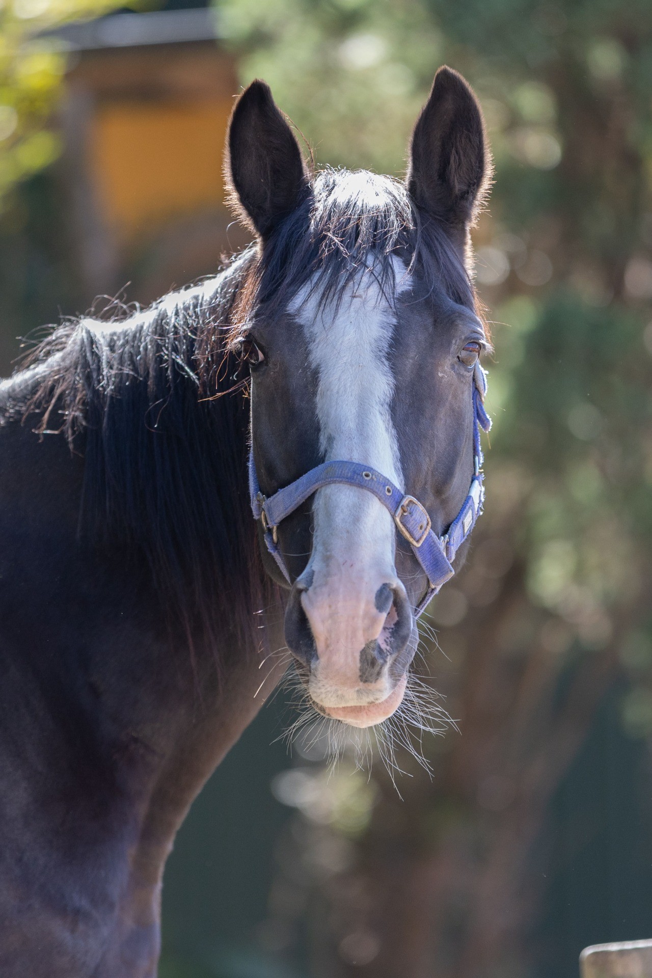 コッチャン（トーセンクレイジー）