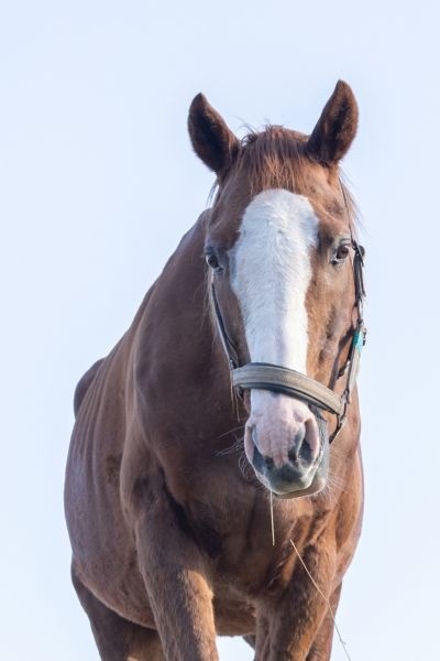 ハギノハイブリッド