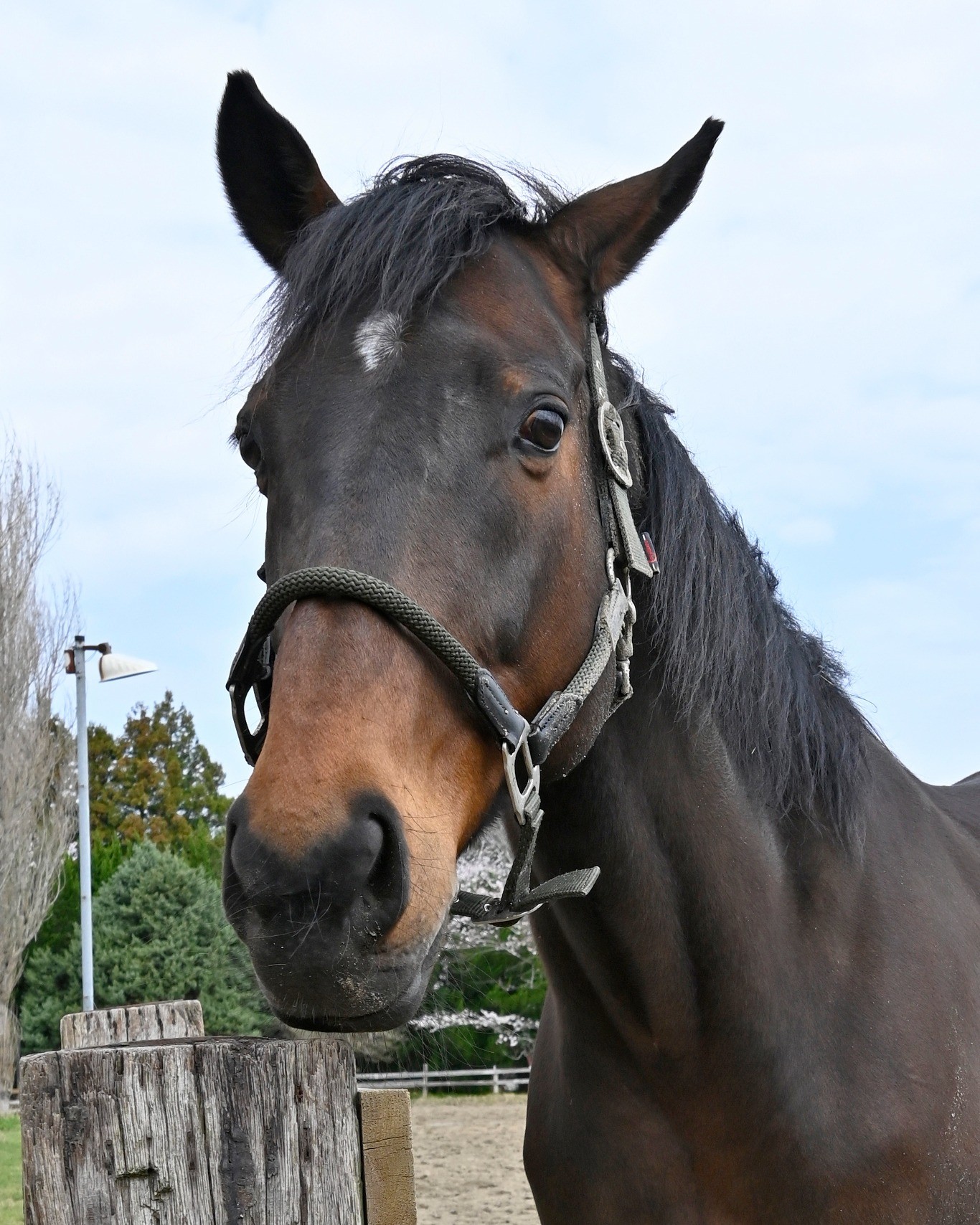 マイネルミシシッピ