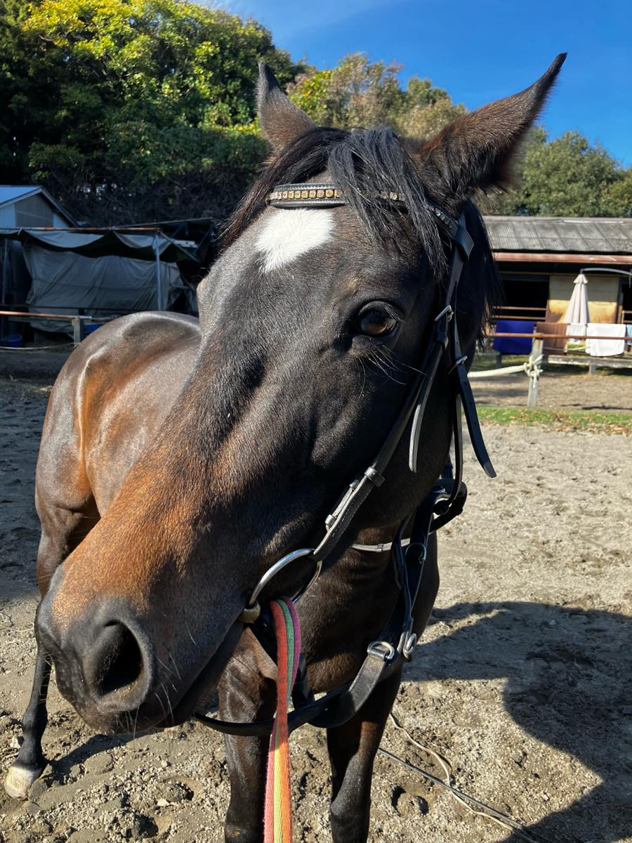 タッチペガサス