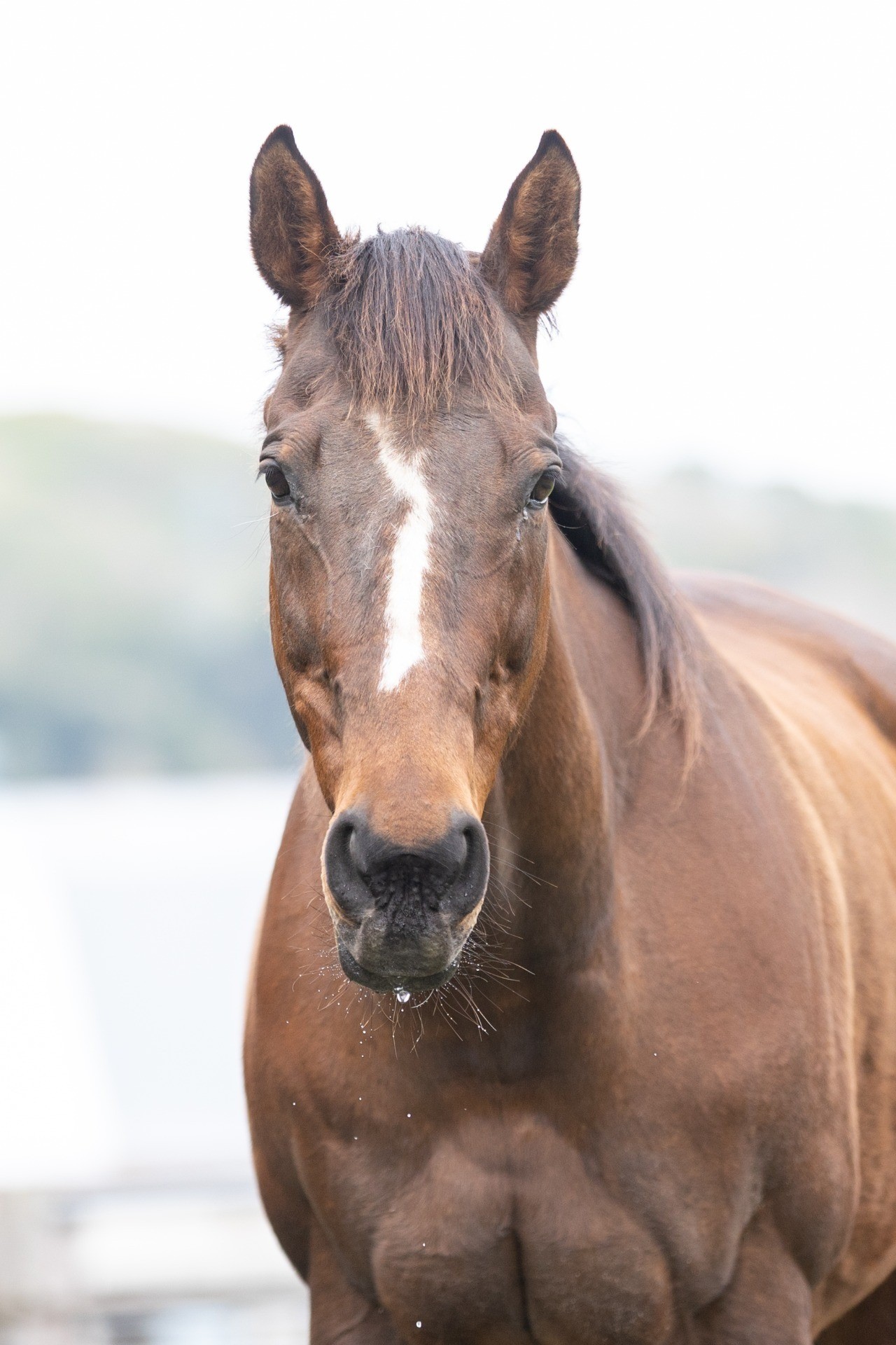 エスワンスペクター